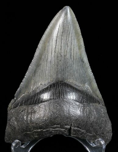 Serrated, Lower Megalodon Tooth - Georgia #55685